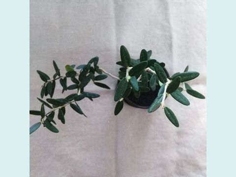 【ギフトにも◎】種から育てた南アルプスのオリーブ盆栽（PS229）