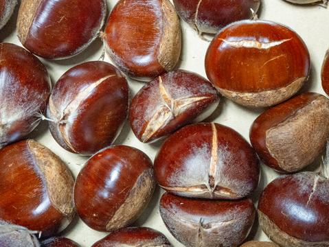 （ワレ有）まるまるホクホクあまーい利平栗1㎏（40～50個）　鬼皮が割れているの剥きやすい！ 利平栗がお手頃価格！ 味は通常の物と 同じです　クール便でお届け