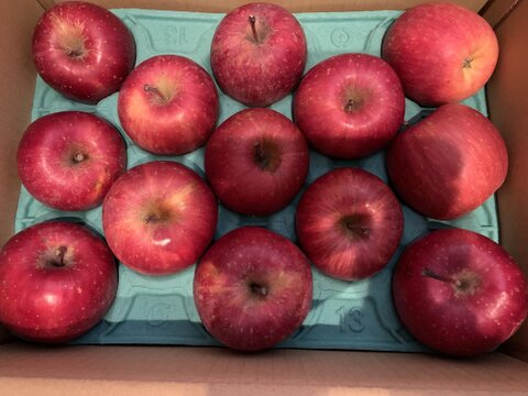 青森県産りんご　小ぶりで食べやすい　訳あり小玉りんご　葉取らずふじ【訳あり3kg 12個〜13個】