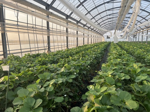 【完熟】JGAP認証食べ比べ2品種セット(2パック入り)千葉県産