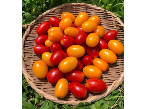 希少な【自然栽培】のミニトマト【アイコ赤＆黄】（1kg）