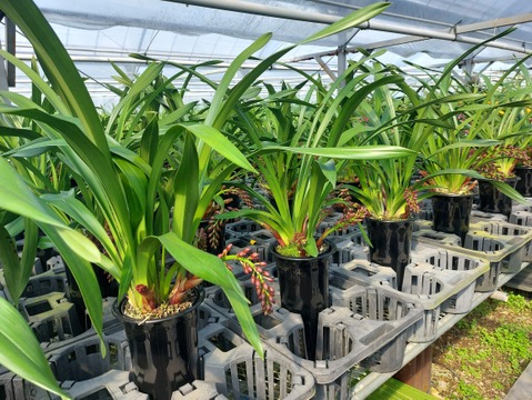 【下垂系シンビジウム】フォアゴットンフルーツ3本立