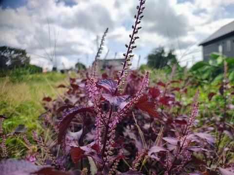【栽培期間中　農薬不使用】見て美しく、食べて健やか。香り豊かな赤紫蘇の花（60サイズの箱にはいるだけ！）