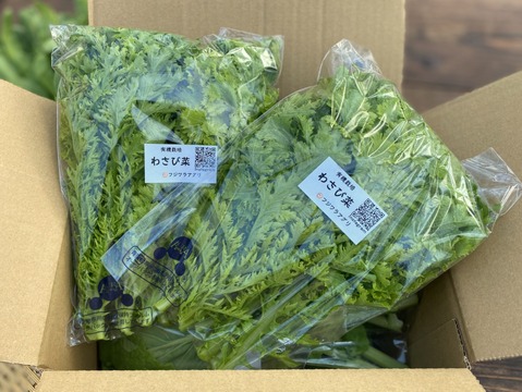 サラダにおすすめ！わさび菜100g×6袋☆有機JAS認証