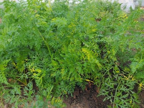 ✨世界に一つだけのプレミアム野菜便（農薬・化成肥料不使用）✨あなたの「欲しい」が詰まった一箱。わがままを叶えるオーダーメイド野菜便🥬