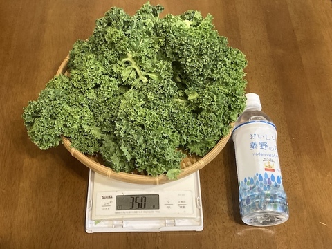【カリーノケール（サラダケール）】350g　農薬・化学肥料不使用