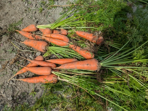 博多の夏ニンジン  2kg