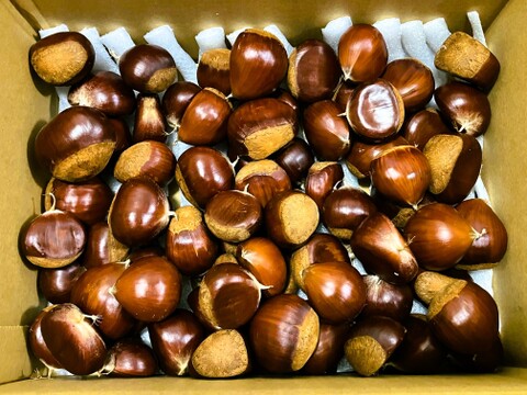 低温熟成・無燻蒸 サイズバラ栗 (１㎏)