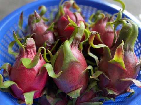 (赤肉種&桃肉種-ダークスター)採れたて新鮮‼︎甘さしっかり‼︎ドラゴンフルーツ計2kg