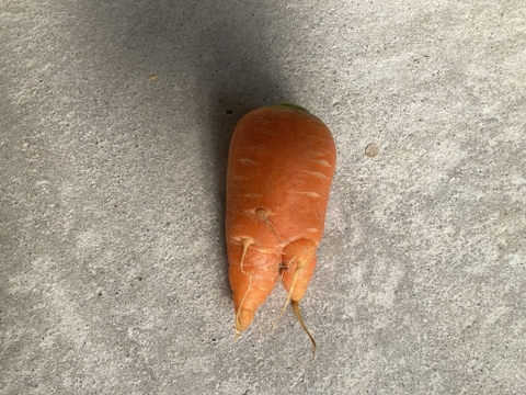 甘み旨みたっぷり！訳あり人参！栄養価コンテスト人参部門最優秀賞受賞！訳あり人参5kg 化学合成農薬・化学肥料・除草剤不使用！割れ　ヒビ　又割れ　傷　少々の虫食い　味は通常人参と同じ！　個性豊かな人参