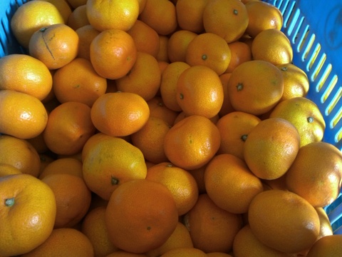 【残りわずか】愛媛県産！早生みかん　家庭用 10kg
みかん好きにはコレ！　甘みと酸味のバランスが絶妙な味わいを！