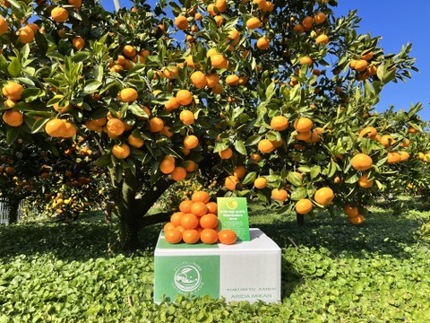 【10キロ物価高応援セール！】 完熟高糖度　節減対象農薬　特別栽培で育てたからだにやさしい　有田みかん