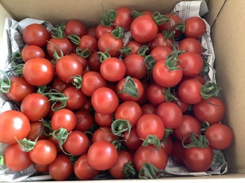愛媛県産  高糖度ミニトマト 1kg