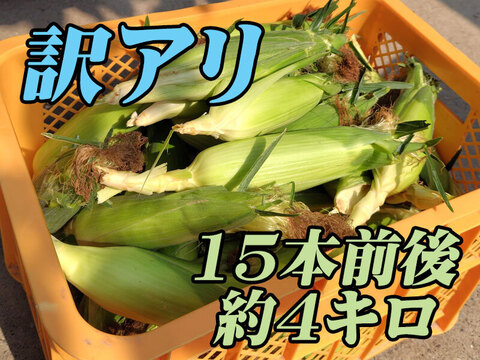 南房総産　天草　訳あり　8キロ 訳アリ15本『とうもろこし スイートコーン（ゴールドラッシュ）』発送