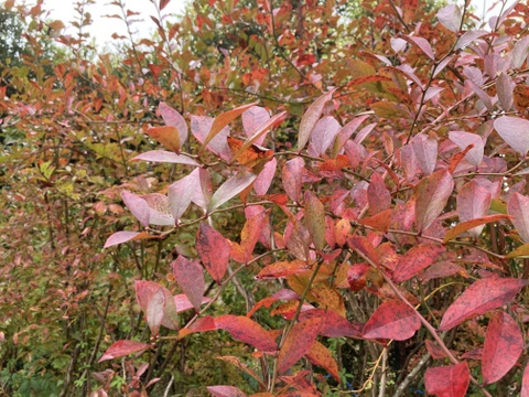 【贈答】体が喜ぶブリーベリー！　除草剤・農薬・化学肥料不使用！地植え！　５００ｇ