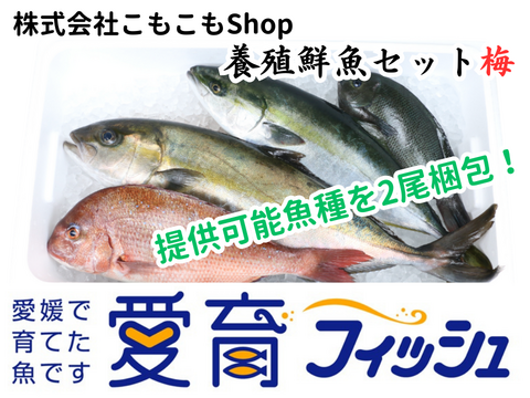 【厳選】朝どれ『養殖鮮魚セット　梅　(2尾入/箱)』神経〆付