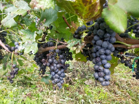 長野ワイン「HOSHIKUSO 2023」 750ml