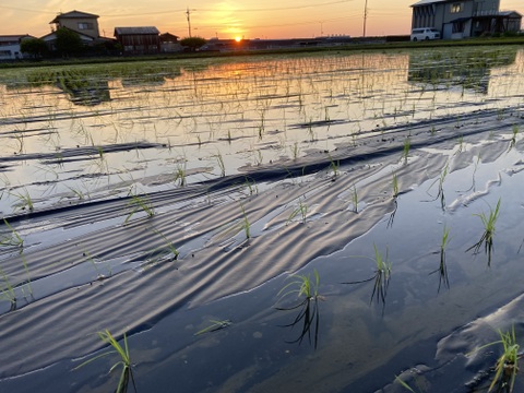 令和5年産 新米 特別栽培米 農薬不使用 化学肥料不使用 除草剤不使用 コシヒカリ 白米 2kg