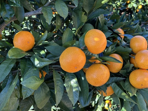 【予約🈹500円引き〜12/3まで】無添加！"愛"ある温州みかんジュース 720ml ×4本セット