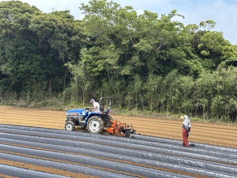 taneco 熟成 種子島安納いも（生いも） 【Ｓサイズ・２kg】