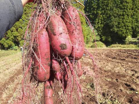 ニシユタカ＆紅はるか　2025年産　訳あり　たっぷり6ｋｇずつの12ｋｇ入り！　貯蔵して超絶美味しい！　有機JAS　いもいもセット　そのやま農園