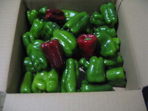 【子供も喜んで食べる🫑】　朝採れ発送！　兵庫県香美町産「たじまのピーマン１ｋｇ」
【敬老の日】