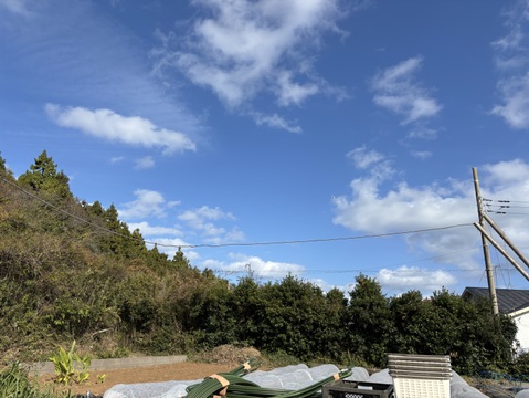 はぴぱらのキクイモ(1.5kg)