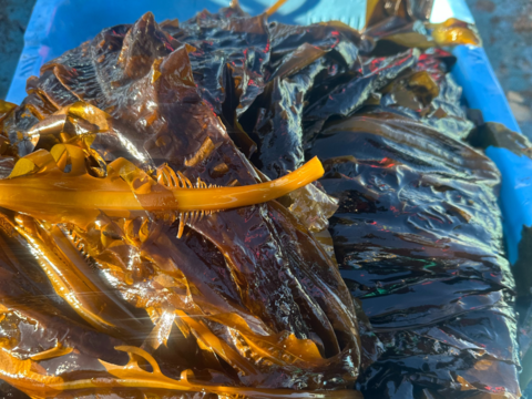 ~朝採れ新鮮~【生わかめ】寒い日はしゃぶしゃぶで！！(1kg/7~8人前程度)