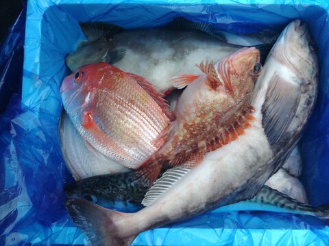 箱いっぱい！深浦の天然鮮魚セット（80サイズ）【母の日ギフト】などにもどうぞ！