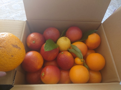 【三ヶ日産】ブラッドオレンジ   約2.5kg