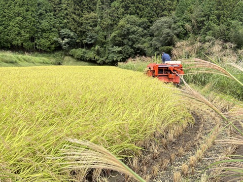 【令和7年 新米】【とまほっぺ】 コシヒカリ・玄米 20kg｜愛媛・久万高原直送