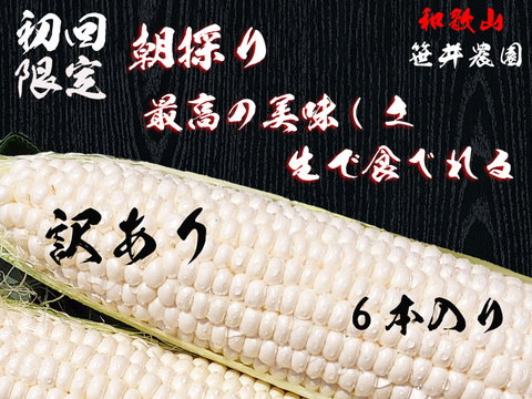 初回限定　初めての人限定で販売しています。訳あり品になります。　【激甘】美味しいと判断したものだけをお届け 白いトウモロコシ (6本)
６本の販売になります。