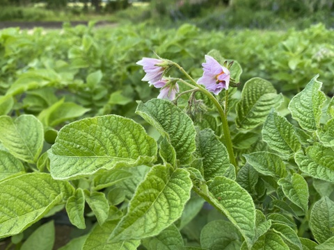 "キタアカリ"2kg★地球温暖化対策になる農法で栽培★有機肥料・有機JASで認められる農薬のみ使用。