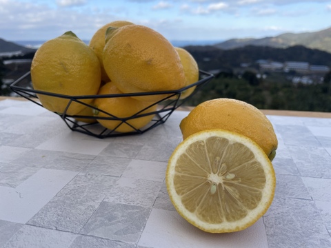 爽やかな酸味と香り！レモン「リスボン」みんなで山分け15キロ