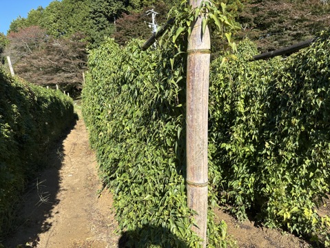 【数量限定】山の環境を再現して育てた”今の今"だけの贅沢！
自然薯1本物（約800ｇ）☆発送予定12月初旬～12月中旬