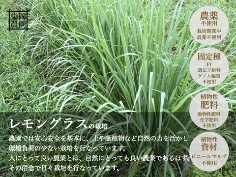 レモングラスティー 1包 ティーバッグ 国産 無農薬 無添加 ノンカフェイン 健康茶 植物茶 ハーブティー 熊本県産のハーブ 食べチョク 産地直送 産直 お取り寄せ通販 農家 漁師から旬の食材を直送