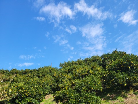 【特別栽培】和歌山県産　レモン2kg