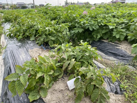 ★【新じゃが】まるで栗のような濃厚な甘み！インカの目覚め 3kg