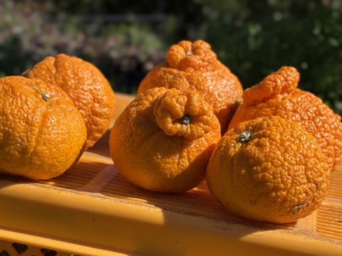 不知火加工用です。サイズ大小いろいろ、形の悪いもの、傷があります。