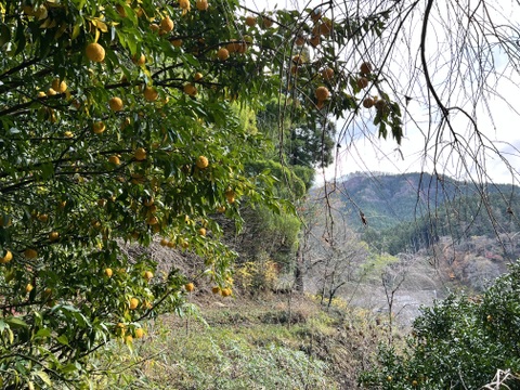 森で育てた自然栽培本柚子！3kg（36個）