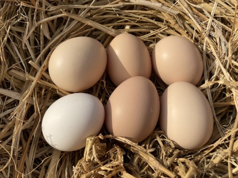 平飼い 卵 6個パック］ 烏骨鶏 （うこっけい）223EGG たまご：静岡県産