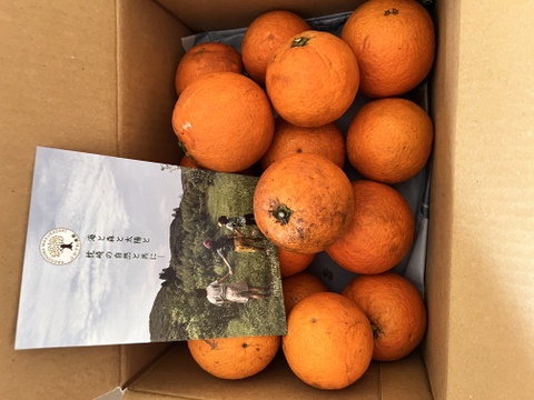 鹿児島県産　木なり完熟の福原オレンジ！２ｋｇ