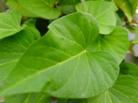 〘【自然栽培初物！！秋の野菜セット鶴首かぼちゃ・さつまいも・ニンニク・唐辛子】〙5500円固定種 在来種 ！!おまかせ野菜セット無肥料 農薬不使用 80サイズ【5キロ前後】　内容は時期により異なります