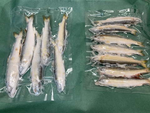 【2023販売開始】天然鮎/鳥取市千代川/網/夏を感じてください/600g/-60℃急速冷凍【冷凍】