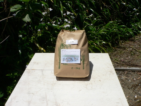 令和５年新米【合鴨が育てたお米】 玄米 ３ｋｇ農薬化学肥料不使用