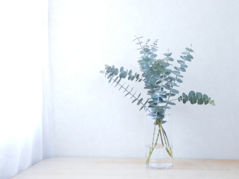 ユーカリ枝物【ベイビーブルー】(30～40㎝/10本)インテリアをおしゃれに！アレンジにも