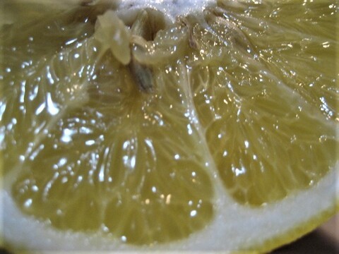 伊豆の朝採りグレープフルーツホワイト 農薬 肥料 除草剤 全て不使用