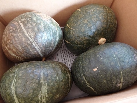 【北海道産】甘くてホクホクな南瓜　4キロ