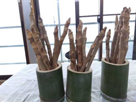 ゆみさん専用　最終1セット　すぐ発送可
オリジナル　「竹花瓶付き」
『激レア』　タラの芽の原木
今年も刈取りが始まりました。春を一足先に告げる南国の木の芽です。
栽培マニュアルもお付けします。