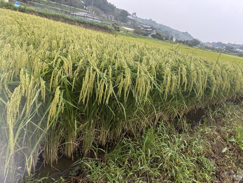 農薬化学肥料不使用天日干し 令和8年産 新米『亀の尾』5kg～：鹿児島